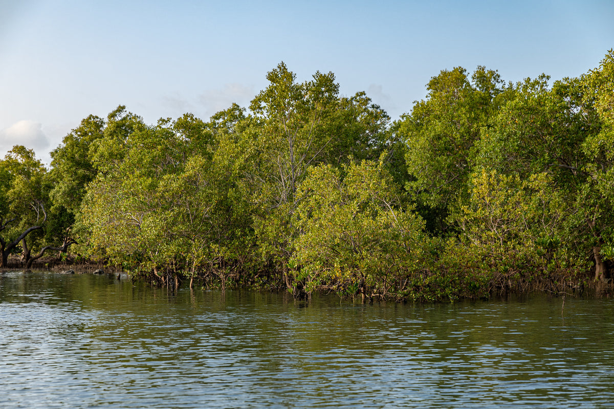 A scenic view of a mangrove forest with dense green trees growing out of calm water under a clear blue sky.

Congo River, Kenya, Ninara, https://flickr.com/photos/ninara/51984269596/in/photolist-2dQt8hf-NN3n51-4kgvCz-2o94SAk-4u3uGe-2nczNtu-2nczNay-2ncEYfh-2ncEXV9-2ncGpJp-2ncGpMW-2nczL3H-2bYQjaB-2ncHMtL-2ncEZUz-2nczL6U-2ncHM9H-4sQHJy-2ncGqae-2ncA5qp-2ncFiVG-2cP6zy3-866Rak-2qLS2nk-2qBGud9-2qLT9LV-2qLTgLG-2qLUdmp-2qLTgB7-2qLUczQ-2qLS9hs-2qLT9mf-2qLT9tj-2qLTgHe, CC BY 2.0